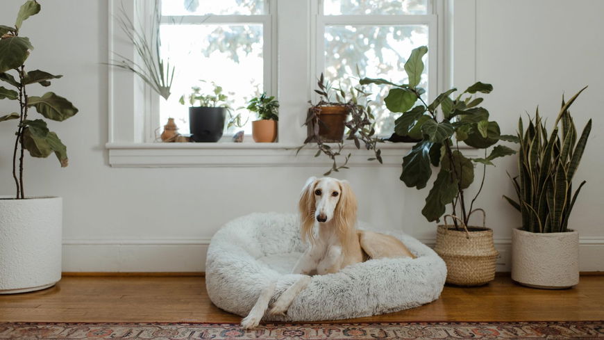 Das bedeutet es, wenn dein Hund DIESE verrückten Dinge tut